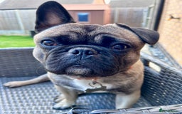 Frug dogs for sale: 2 year old Frug for sale - Image 8