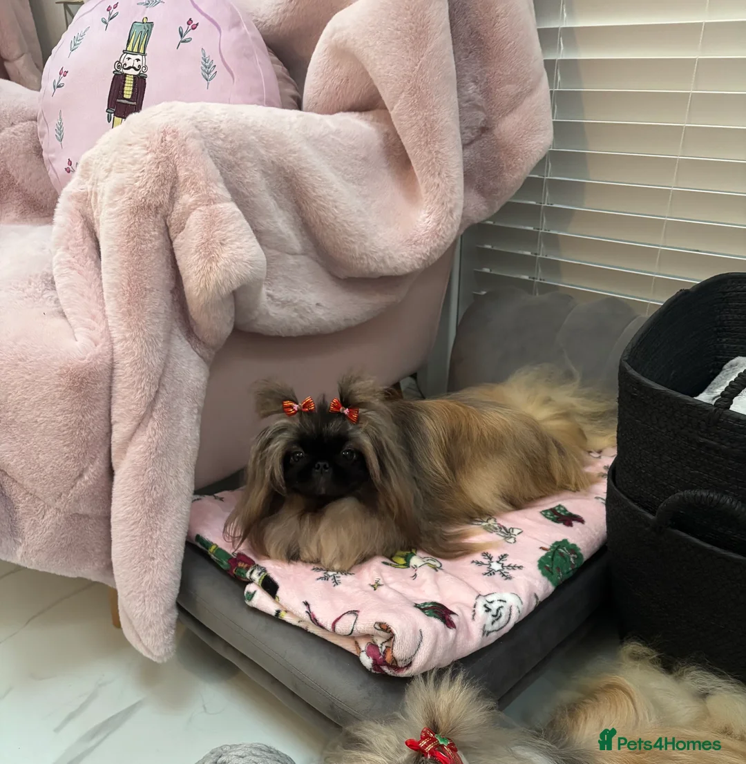 Pekingese dogs for sale: Beautiful Pekingese female sisters - Advert 2