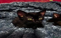 American Shorthair cats for sale: Cute 4 little females ready to go to new home - Image 8