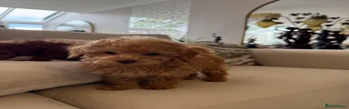 Puppy 3