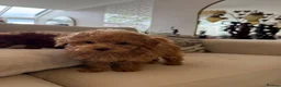 Toy Poodle dogs for sale: Gorgeous tiny toy poodle puppies  - Advert 11