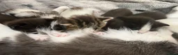 Domestic Shorthair cats for sale: 🩷🩵 5 Beautiful Kittens 🩷🩵 - Advert 2