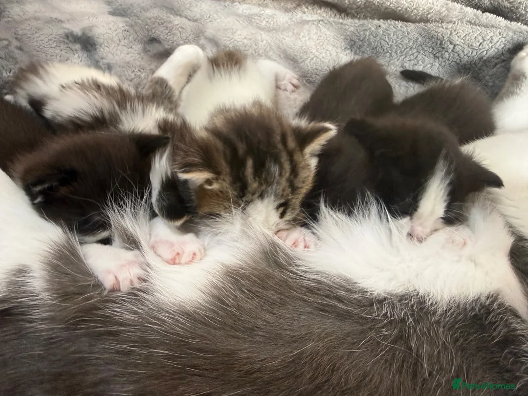 Domestic Shorthair cats for sale: 🩷🩵 5 Beautiful Kittens 🩷🩵 - Advert 2