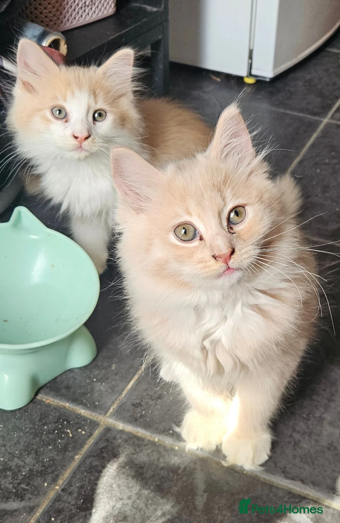 Mixed Breed cats for sale: Fluffy kittens Mix ragdoll and Norwegian forest  - Advert 2