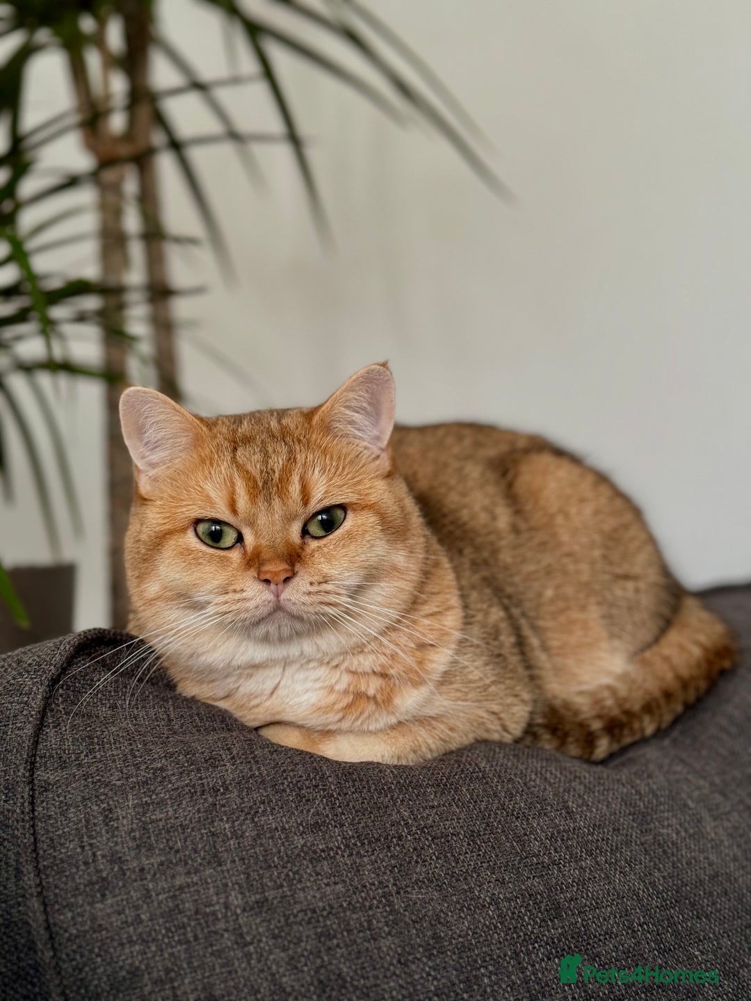 British Shorthair cats for stud: Gold BRI ny12 Stud in Derby - Advert 10