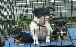 Mixed Breed dogs for sale: 3 beautiful yorkie Russell for sale  - Image 7