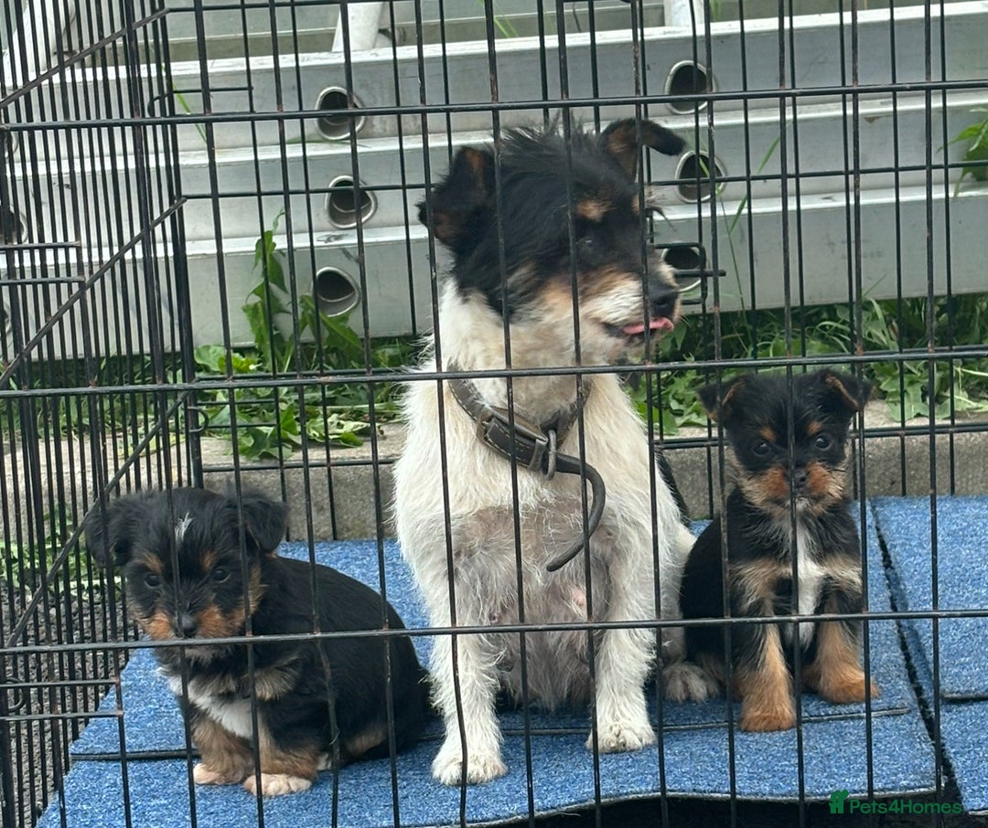 Mixed Breed dogs for sale: 3 beautiful yorkie Russell for sale  - Image 7