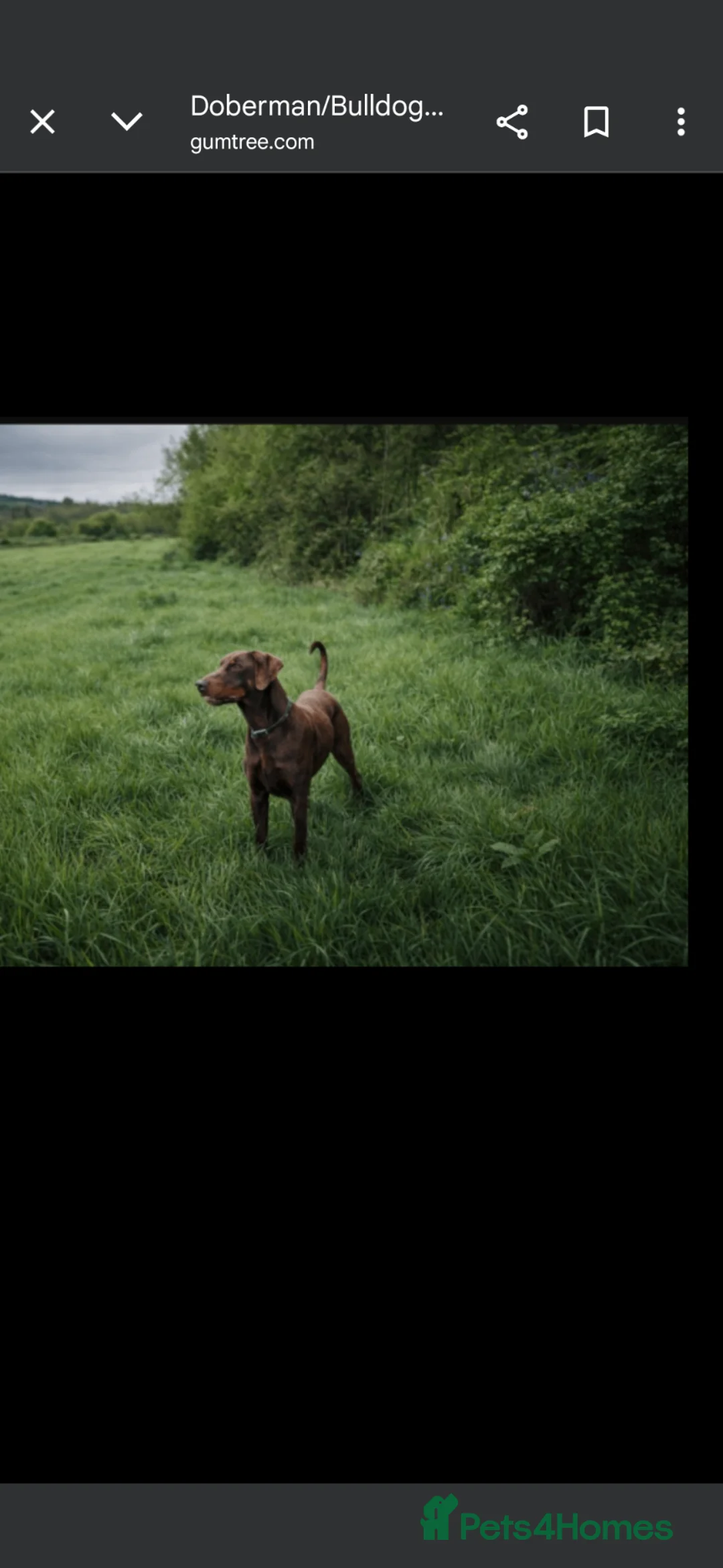 Mixed Breed dogs for sale: Bulldog Doberman cross - Advert 6