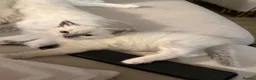 Ragdoll cats for sale: 🐾 Beautiful Ragdoll kittens Seeking Forever homes - Advert 9