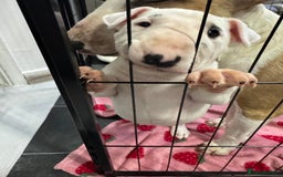 English Bull Terrier dogs for sale: Gorgeous English BullTerrier - Advert 7