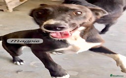 Mixed Breed dogs for adoption: Magpie- beautiful 1 year old- Reserved stc. in Brixham - Image 4