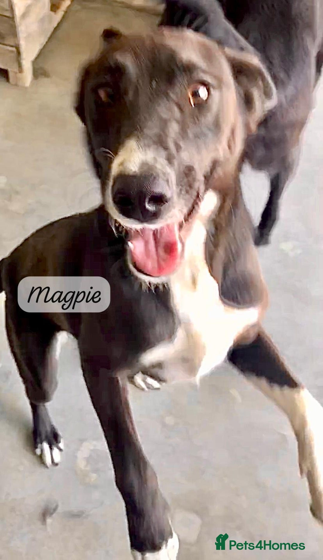Mixed Breed dogs for adoption: Magpie- beautiful 1 year old- Reserved stc. in Brixham - Image 4