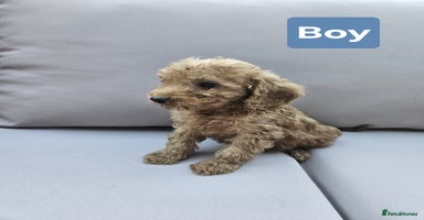 Cavapoo dogs - Advert 16