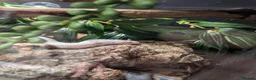 King Snake reptiles for sale: Albino California King Snake  - Advert 3