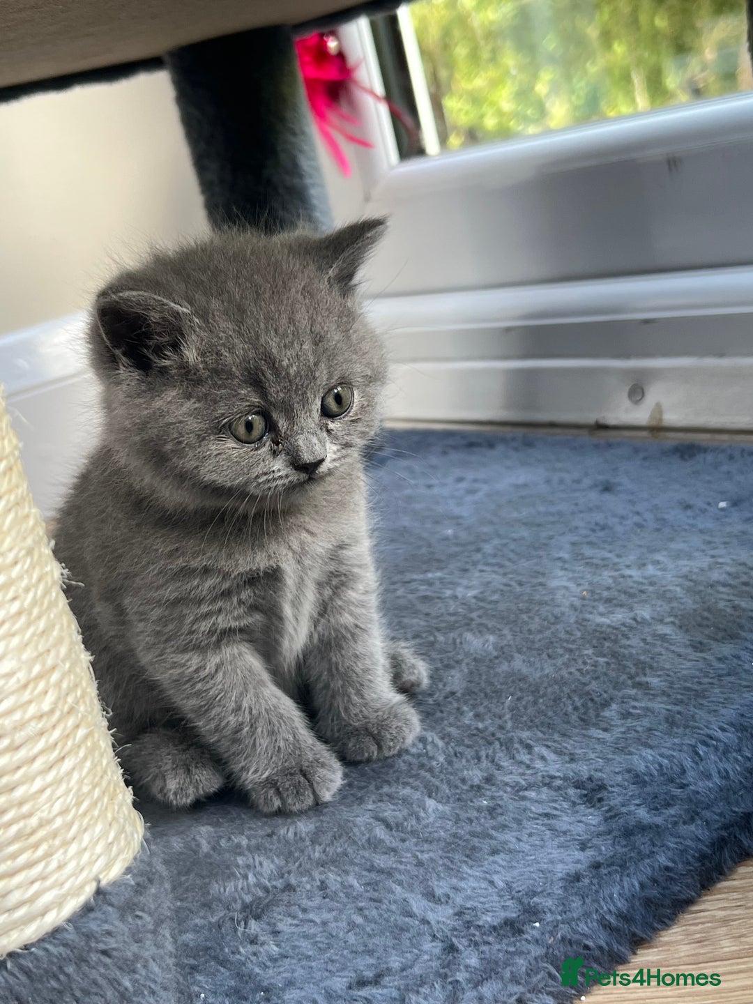 British Shorthair cats for sale: 5 playful blue British short hair kittens  - Image 3