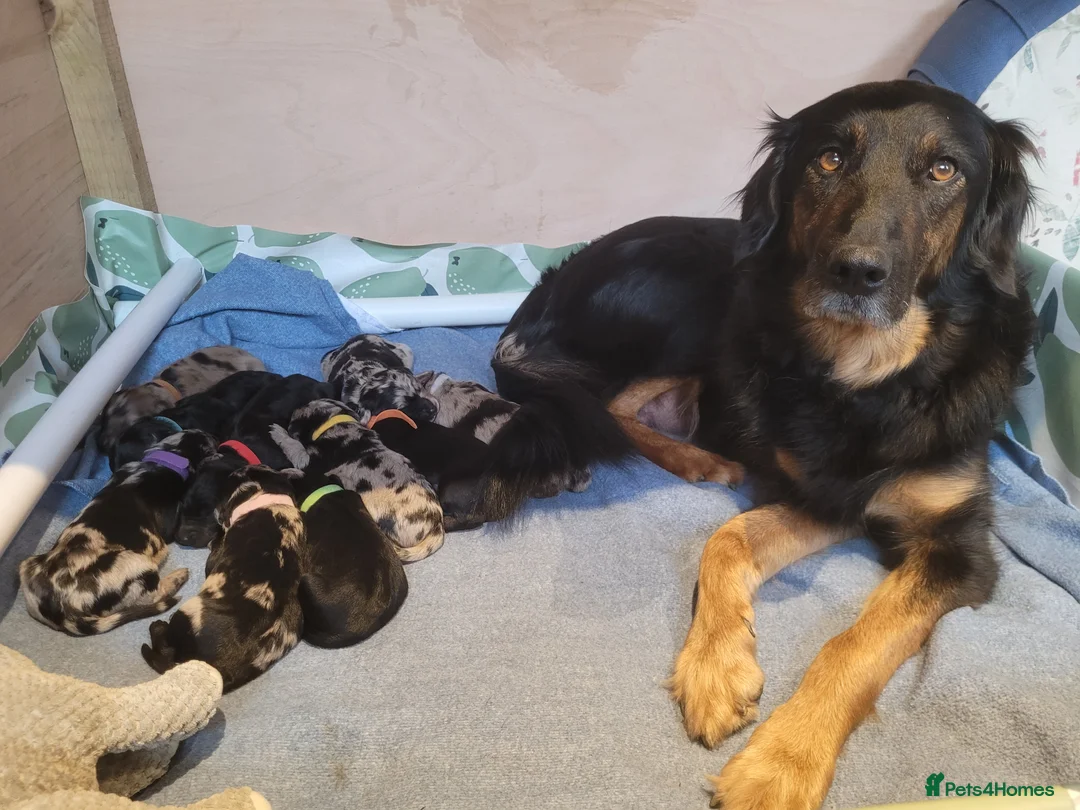 Mixed Breed dogs for sale: 10 Beautiful Huntadoodles in Southampton - Advert 2