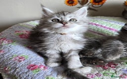Maine Coon cats for sale: Stunning GCCF Maine Coon kittens  - Image 13