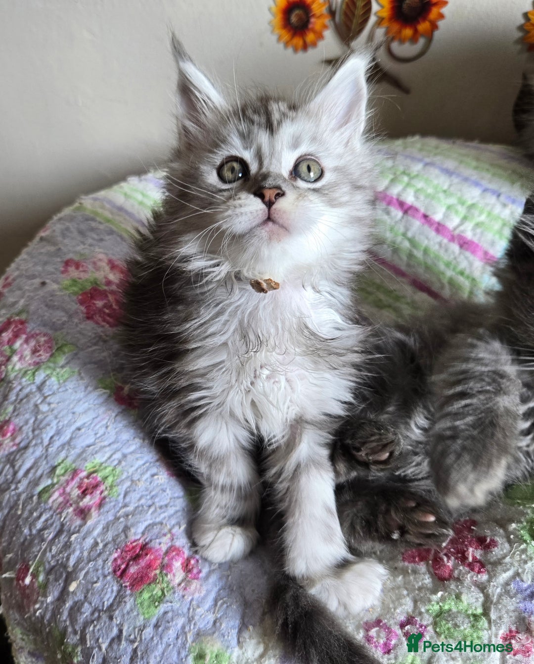 Maine Coon cats for sale: Stunning GCCF Maine Coon kittens  - Image 13