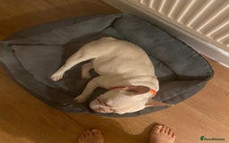 French Bulldog dogs for sale: Platinum French Bulldog - Image 3