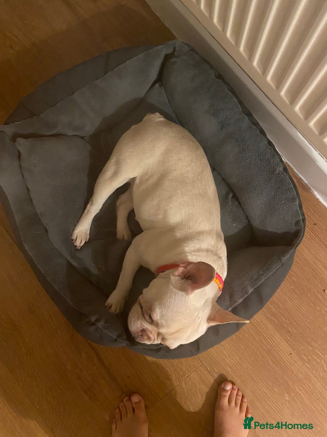 French Bulldog dogs for sale: Platinum French Bulldog - Image 3