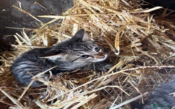 Bengal cats for sale: Beautiful farm reared bengals  - Image 5