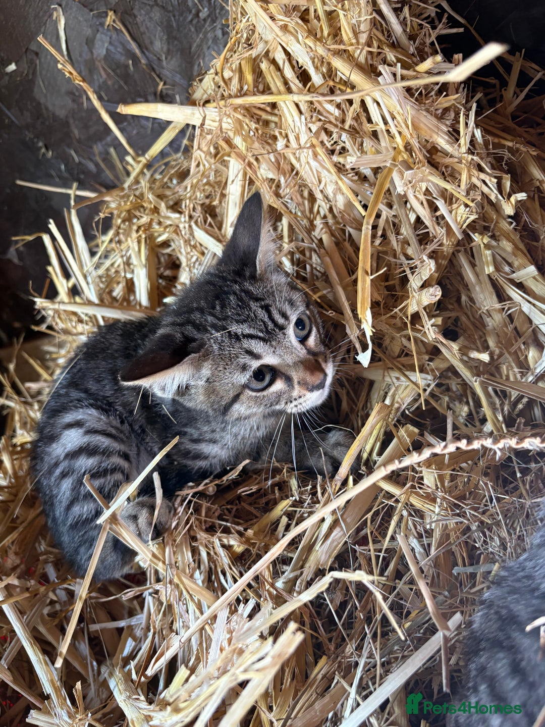 Bengal cats for sale: Beautiful farm reared bengals  - Image 5