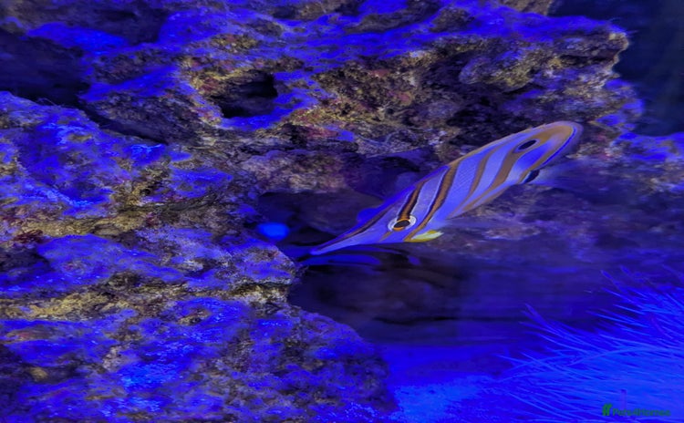 Butterfly Fish fish - Advert 2