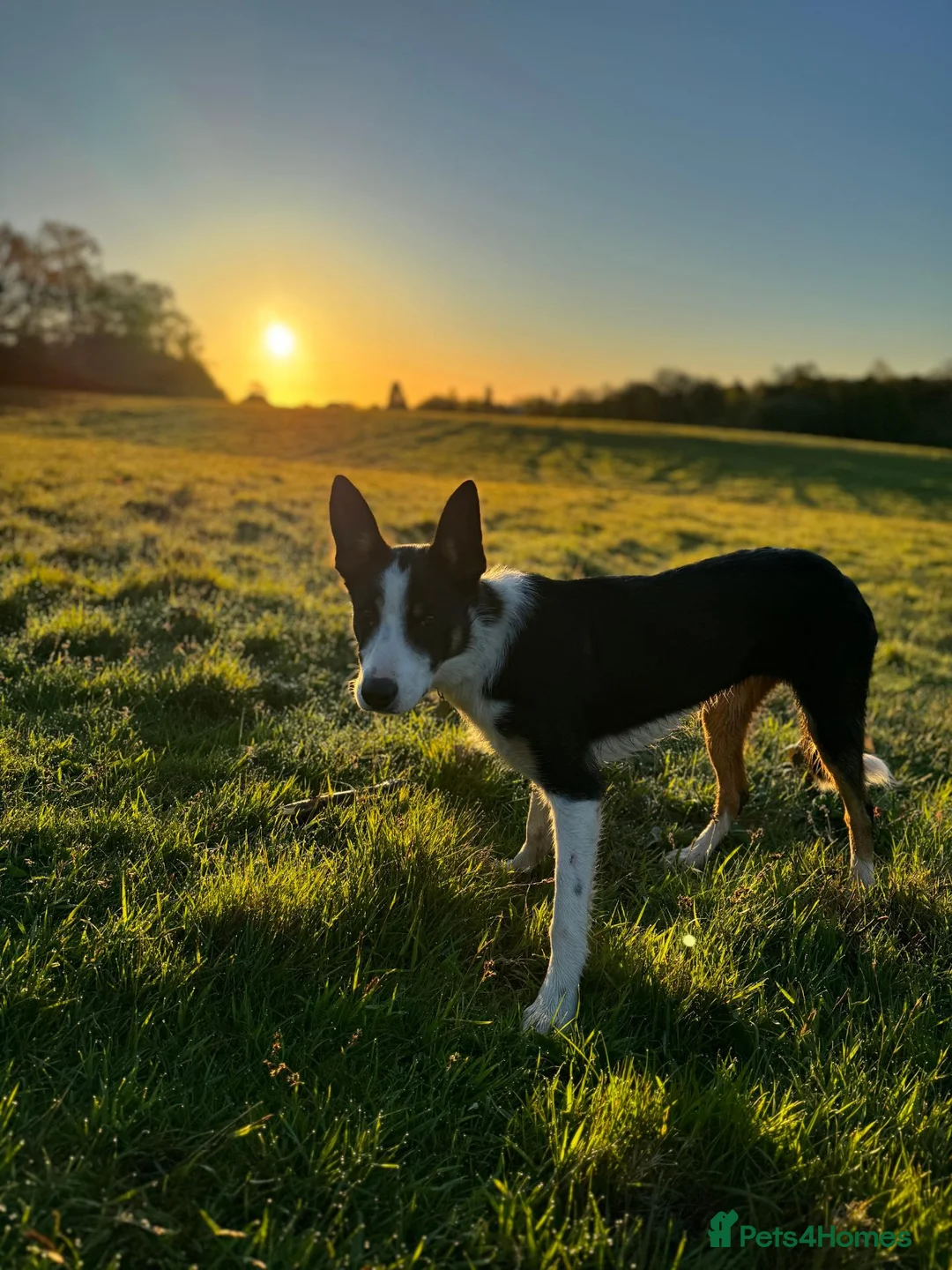 Border Collie dogs for sale: Loving Home Wanted for Tricolour Border Collie in Haywards Heath - Advert 4