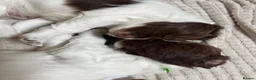 English Springer Spaniel dogs for sale: KC Registered English Springer Spaniel Puppies - Advert 17