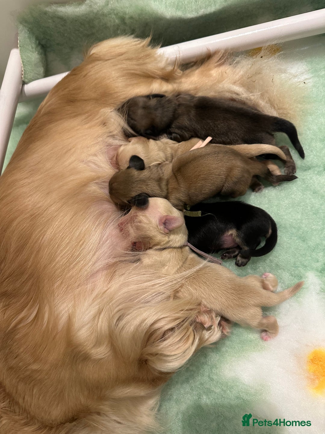 Miniature Dachshund dogs for sale: Black and Cream mini long haired dachshund boy - Advert 3