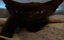 Mixed Breed cats for sale: 4 male kittens for sale - Image 4