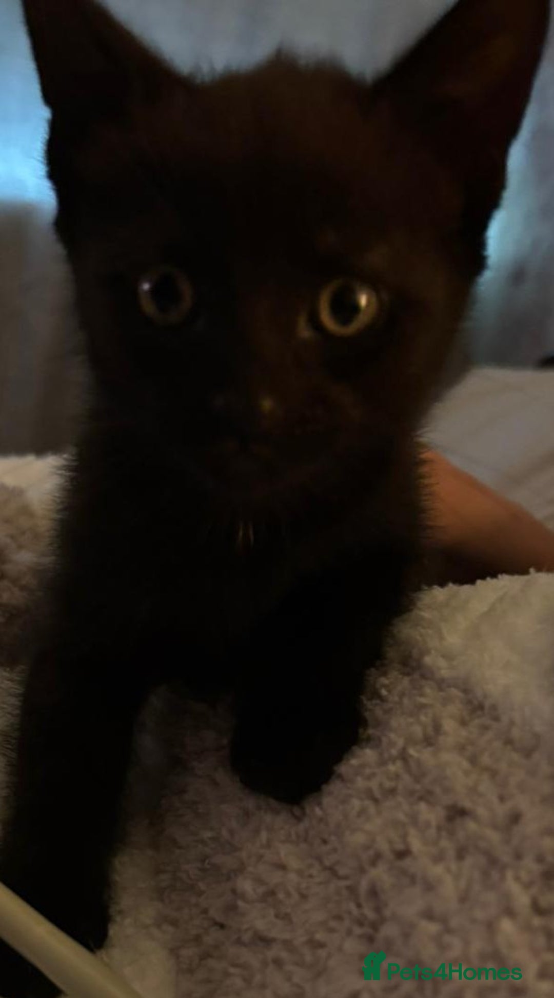 Mixed Breed cats for sale: 4 male kittens for sale - Image 4