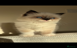 Ragdoll cats for sale: Stunning Ragdoll kitten  - Advert 4