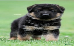 German Shepherd dogs for stud: Health Tested, Show Winner, Proven Stud Dog in London - Image 17