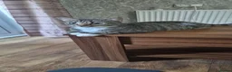 Domestic Shorthair cats for sale: Male and fimale  - Advert 2