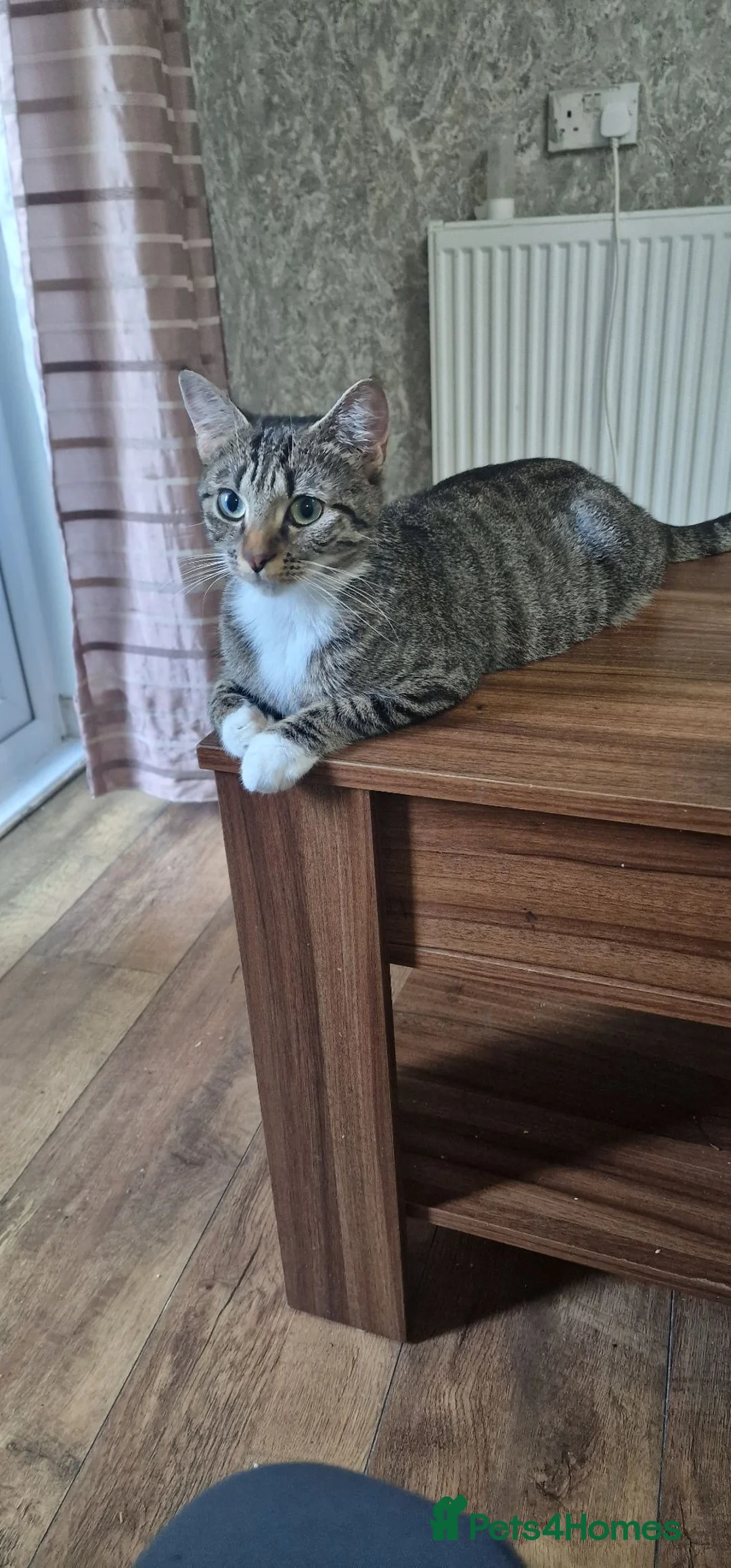 Domestic Shorthair cats for sale: Male and fimale  - Advert 2