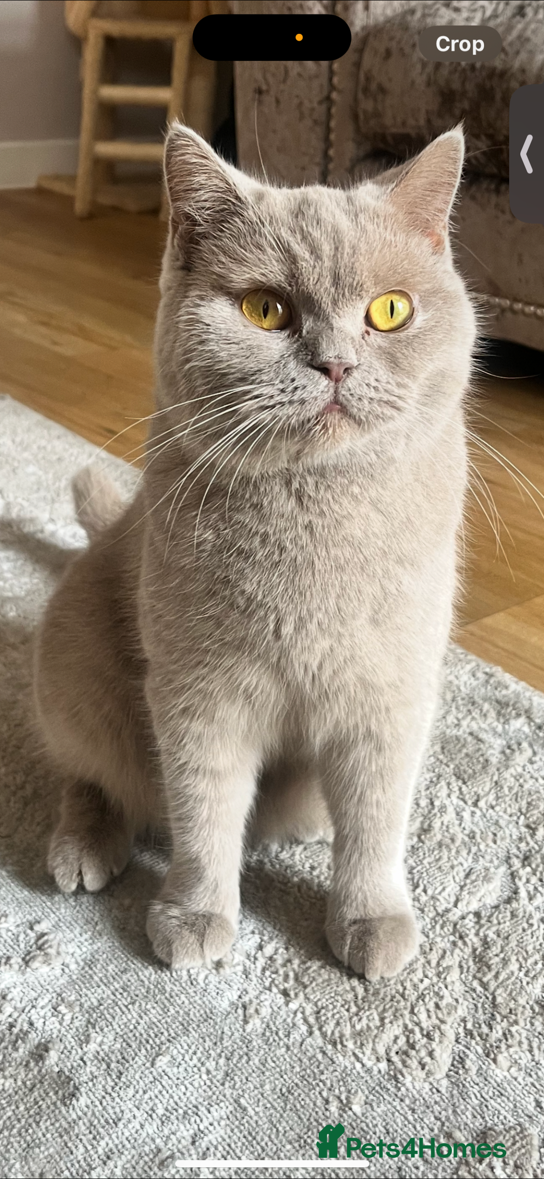 British Shorthair cats for sale: 6-Month-Old Female British Shorthair  - Advert 7