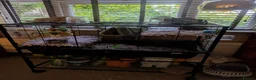 Rat rodents for sale: Pet rats with cage looking for a good home in Haverhill - Advert 2