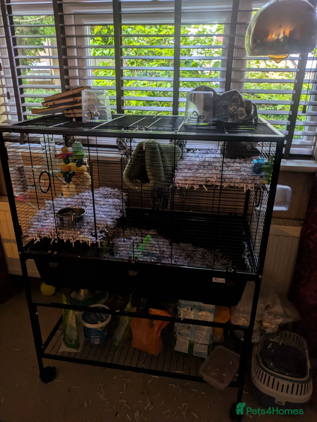 Rat rodents for sale: Pet rats with cage looking for a good home in Haverhill - Advert 2