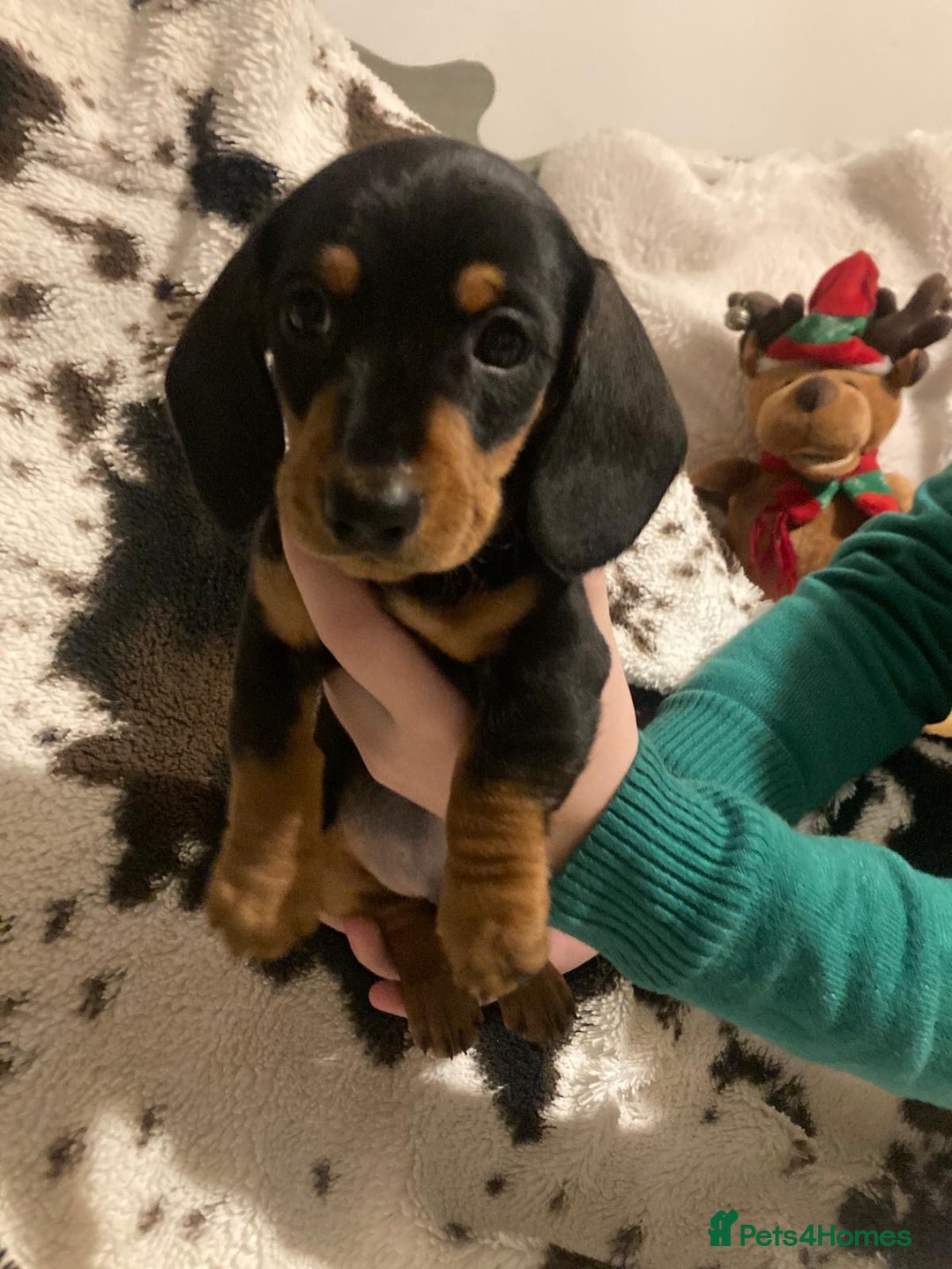 Miniature Dachshund dogs for sale: 3 Beautiful Miniature Dachshund Puppies - Advert 2