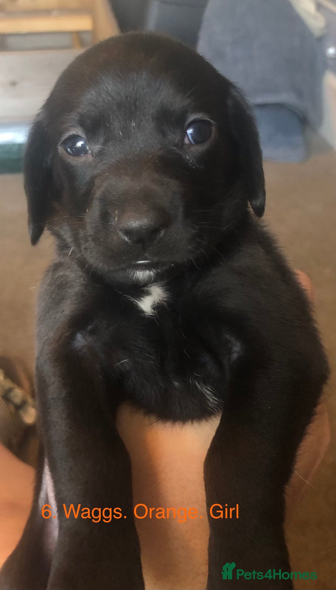 Mixed Breed dogs for sale: Miniature dachshund x springer spaniel puppies  - Image 5