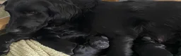 Flat coated Retriever dogs for sale: Beautiful Flat Coated Retriever Puppies in Lairg - Advert 15