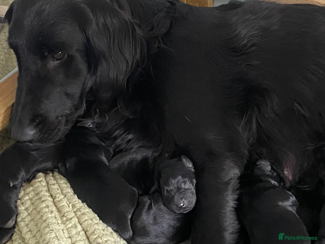 Flat coated Retriever dogs for sale: Beautiful Flat Coated Retriever Puppies in Lairg - Advert 15