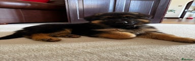 German Shepherd Puppy 1