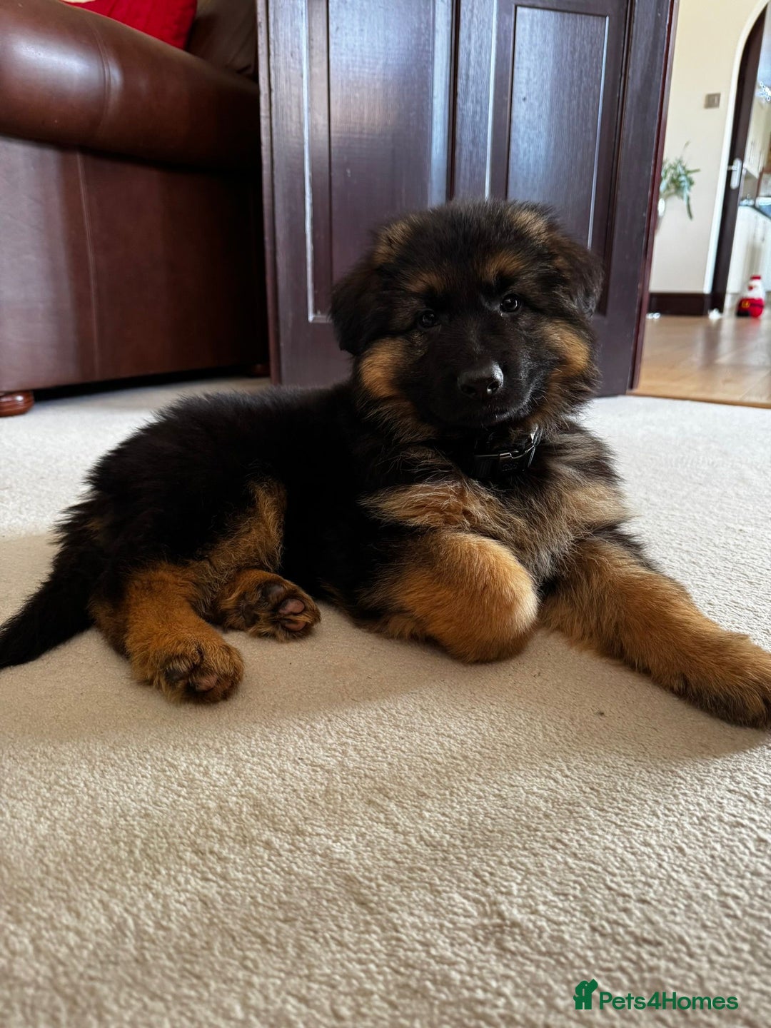 German Shepherd dogs for sale: KC Health tested long coat German Shepherd  - Advert 3