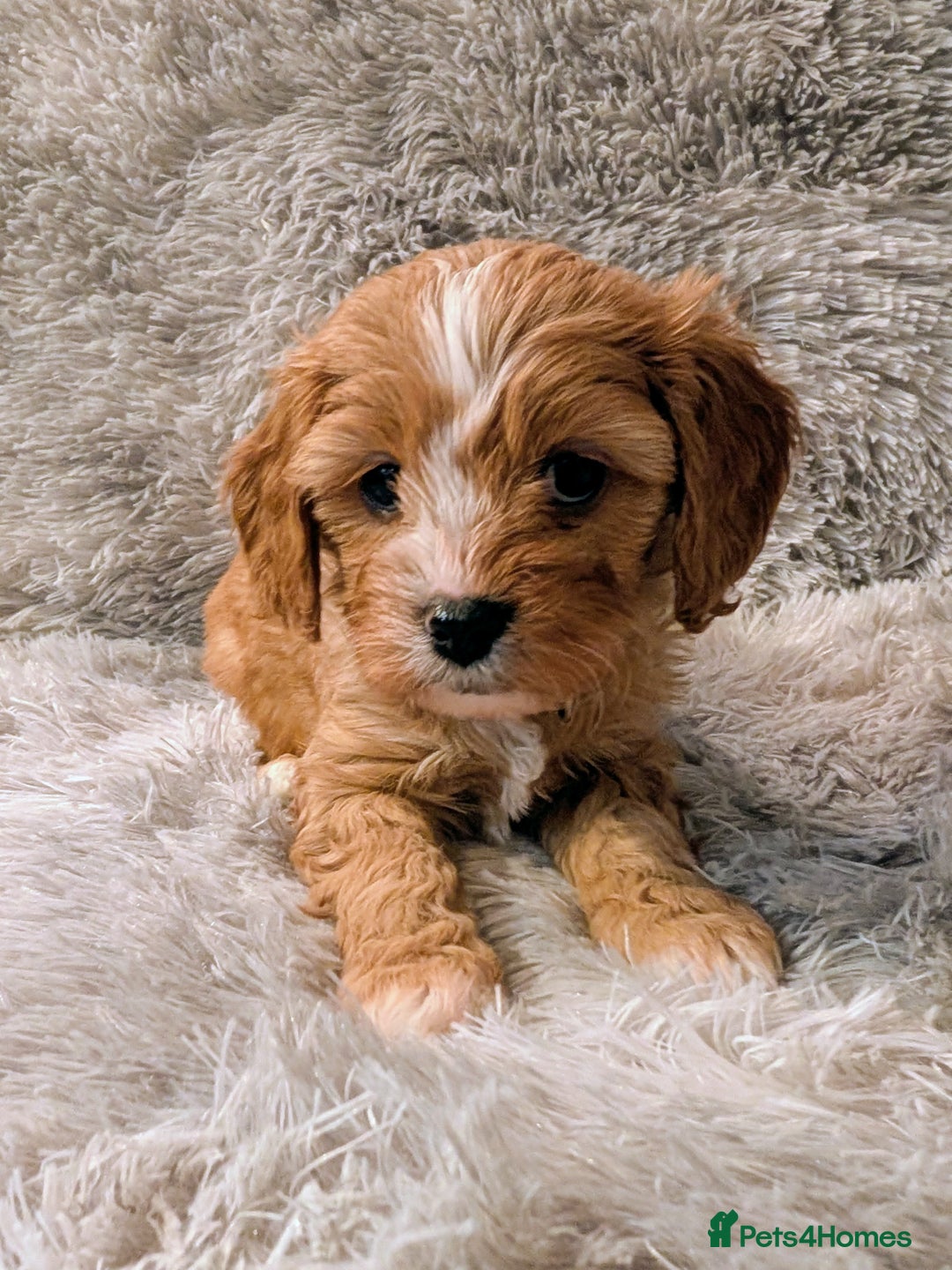 Cavapoo dogs for sale: ❤️F1 CAVAPOO GIRL❤️ HEALTH TESTED PARENTS!🐩 - Advert 1