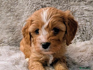 Cavapoo dogs ❤️F1 CAVAPOO GIRL❤️ HEALTH TESTED PARENTS!🐩 - Advert 5