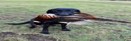 Labrador Retriever dogs for sale: Health Tested KC Labrador Pups in Scarborough - Advert 5