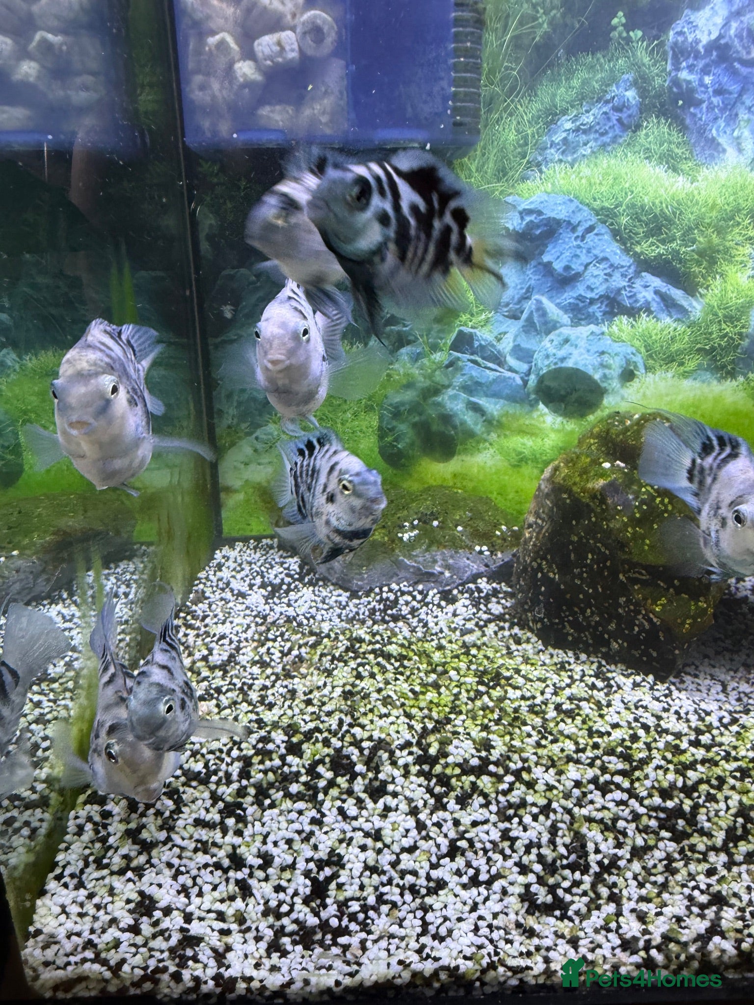 Cichlids fish Polar blue cichlids  - Advert 1
