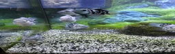Cichlids fish for sale: Polar blue cichlids  - Advert 1
